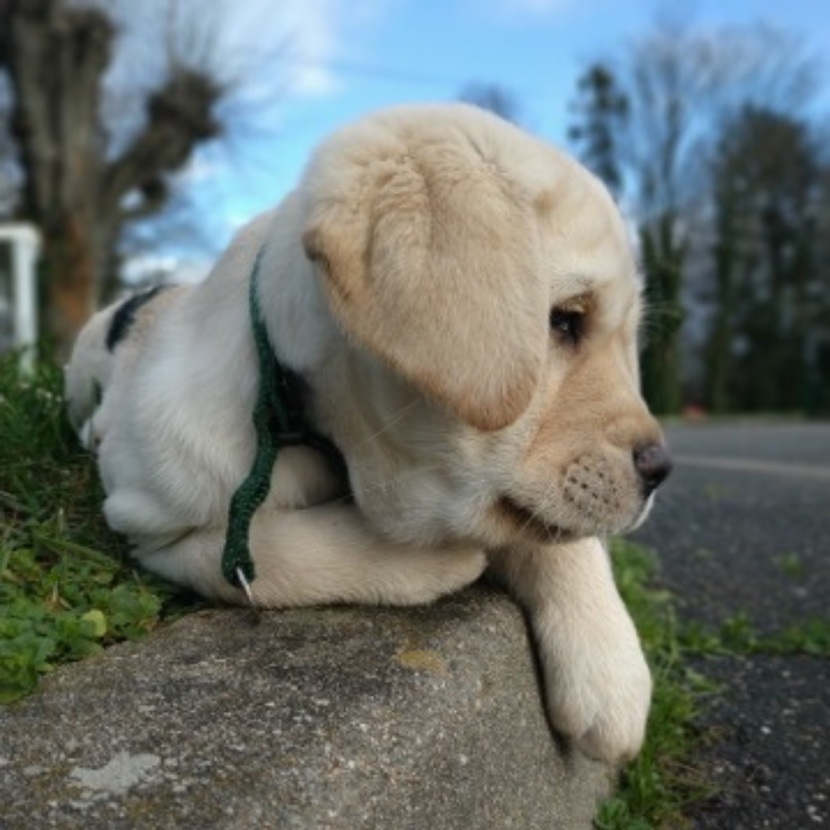 Chiot labrador blanc Chiot labrador blanc