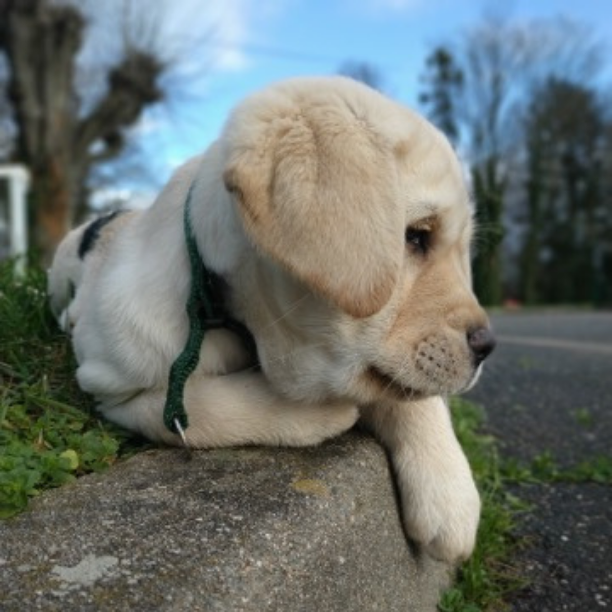 Chiot labrador blanc