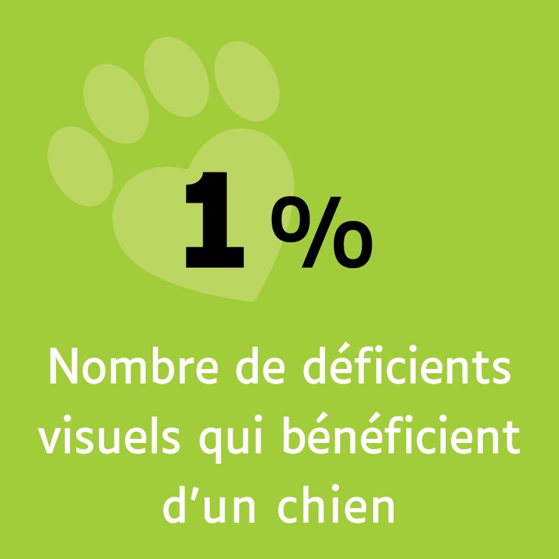 1% nombre de déficients visuels qui bénéficient d'un chien